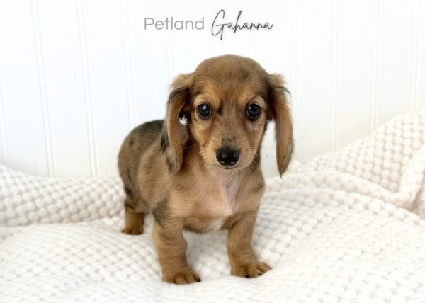 [#2654-01] Asher - M Dachshund Puppies for Sale
