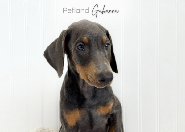 [#262007-08] Delia - Gray F Doberman Pinscher Puppies for Sale