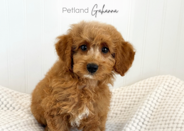 [#261946-06] Dolly - Red F Mini Goldendoodle 2nd Gen Puppies for Sale