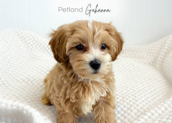 [#262293-03] Angel - Apricot F Maltipoo Puppies for Sale