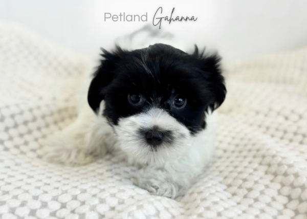 [#261989-04] Patches - White & Black F Morkie Puppies for Sale