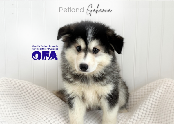 [#261986-05] Pearl - Gray & White F Pomsky Puppies for Sale