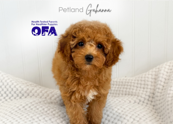 [#262023-03] Mabel - Red F Poodle Puppies for Sale