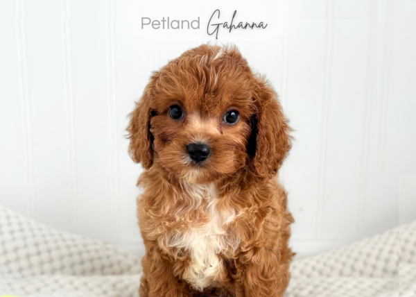 [#262185-02] Butch - Red M Cavapoo Puppies for Sale