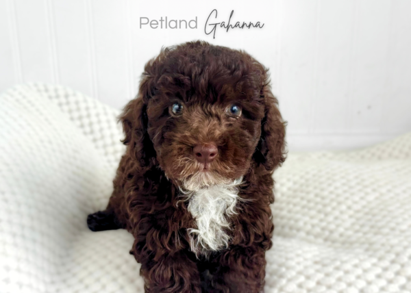 [#2662-01] Kirby - Chocolate M Poodle Puppies for Sale