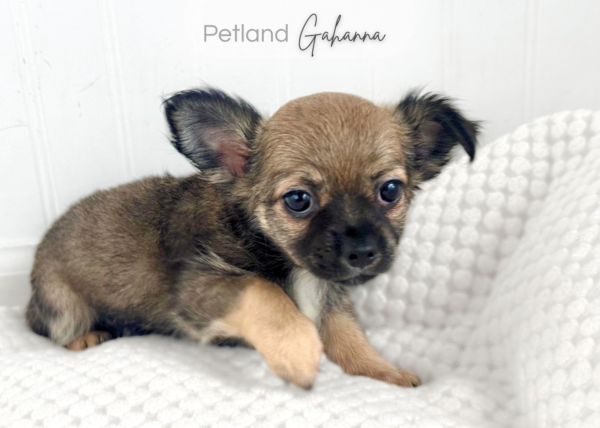 [#2663-03] Angel - Fawn F Chihuahua Puppies for Sale
