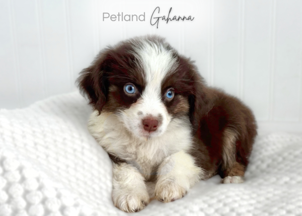 [#262199-02] Bishop - Red M Mini Australian Shepherd Puppies for Sale