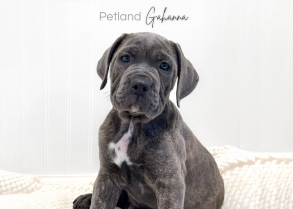 [#262125-03] Felix - Blue M Cane Corso Puppies for Sale