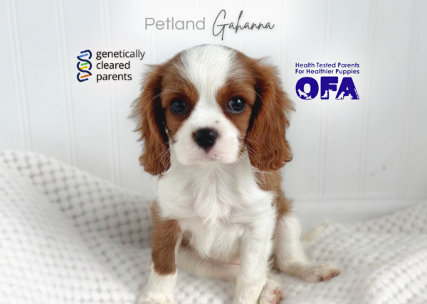 [#2661-01] Virginia - Blenheim F Cavalier King Charles Spaniel Puppies for Sale