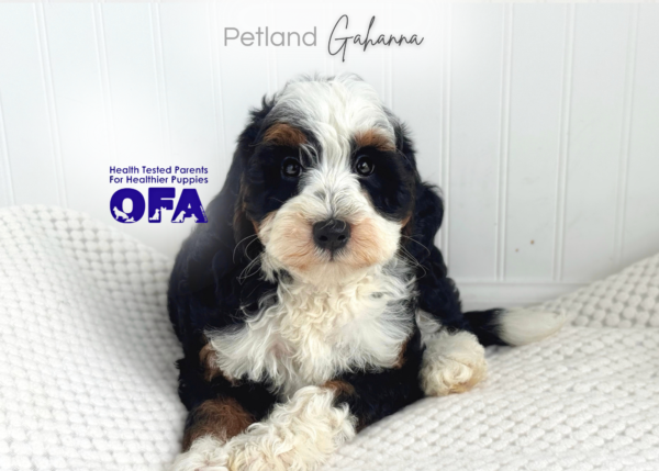 [#262137-06] River - Black White & Tan F Mini Bernedoodle 2nd Gen Puppies for Sale