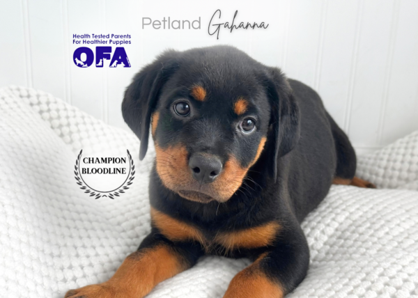 [#262140-05] Lady - Black & Tan F Rottweiler Puppies for Sale