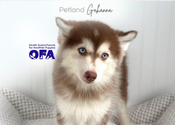 [#262047-05] Missy - Chocolate F Pomsky Puppies for Sale