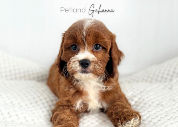 [#262185-05] Maddie - Red F Cavapoo Puppies for Sale