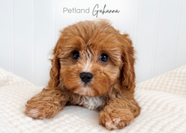 [#2664-02]  - F Cavapoo F1 Puppies for Sale