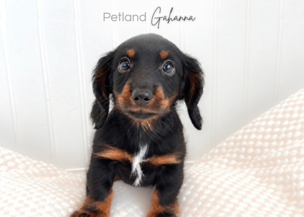 [#2669-01]  - M Dachshund Puppies for Sale