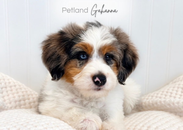 [#262295-04] Yasmine - White F Mini Bernedoodle 2nd Gen Puppies for Sale
