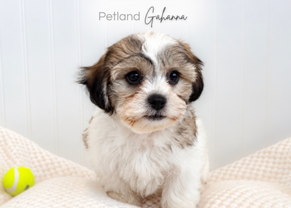 [#2666-03]  - M Shih Tzu/Bichon Puppies for Sale