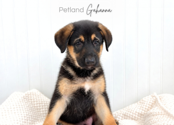 [#262336-02] Rex - Black & Tan M German Shepherd Puppies for Sale