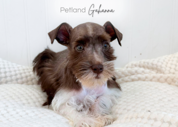 [#262120-01] Dante - Chocolate & White M Mini Schnauzer Puppies for Sale