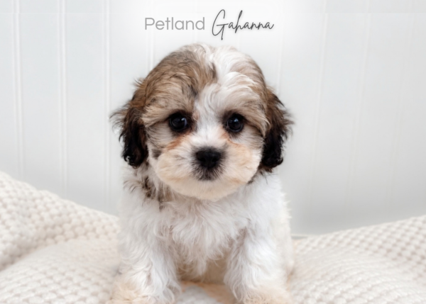 [#2666-02]  - F Shih Tzu/Bichon Puppies for Sale