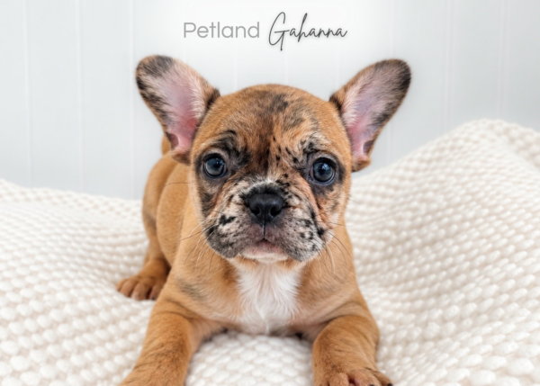 [#2668-01]  - F French Bulldog Puppies for Sale