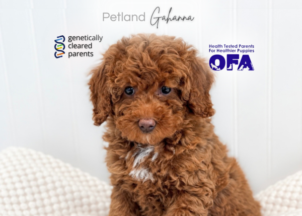 [#2671-01]  - F Poodle Mini/Goldendoodle Mini F1b Puppies for Sale