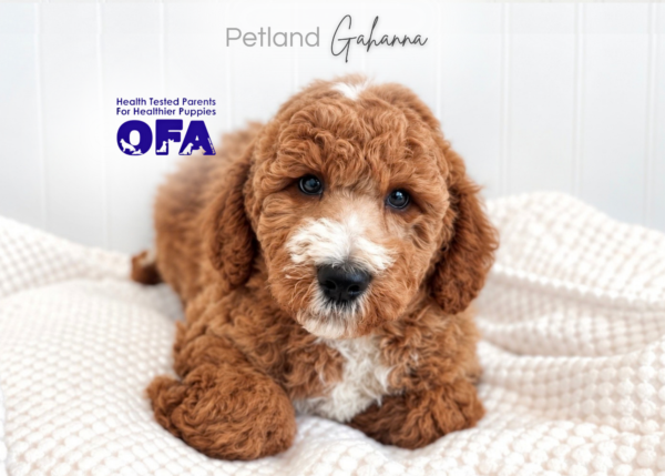 [#262369-03] Wyatt - Golden M Goldendoodle 2nd Gen Puppies for Sale