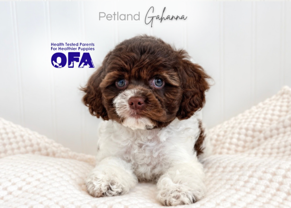 [#262308-04] Autumn - Chocolate F Cockapoo Puppies for Sale