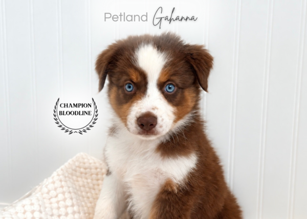 [#262299-07] Kira - Red F Mini American Shepherd Puppies for Sale