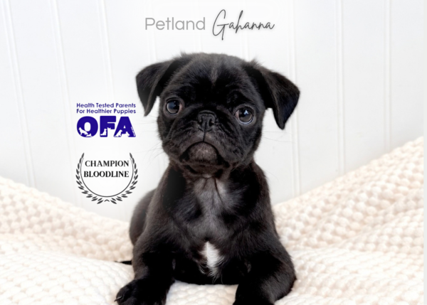 [#262217-07] Blackie - Black F Pug Puppies for Sale
