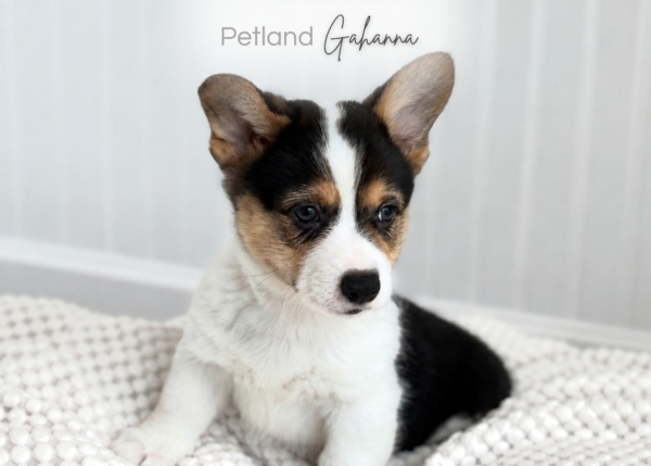 [#2676-01] Finn - Tri-Color M Pembroke Welsh Corgi Puppies for Sale