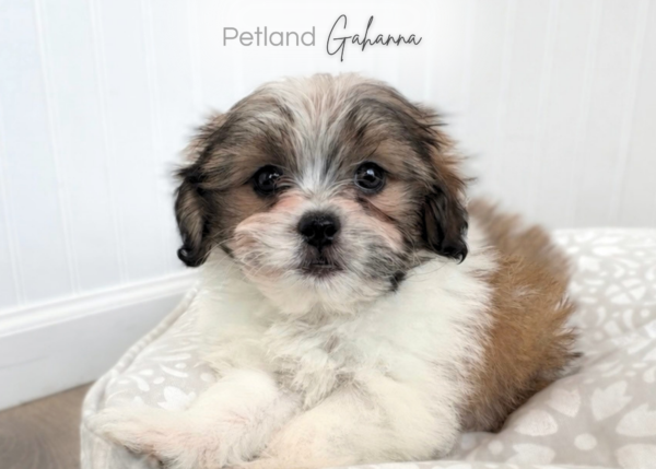 [#2673-01] Beau - Tri-Colored M Poodle/Shih Tzu Puppies for Sale