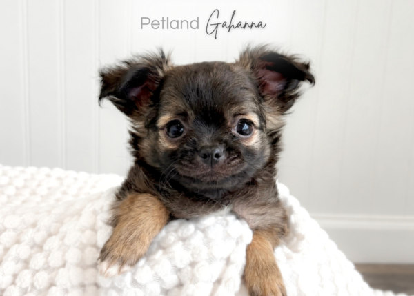 [#2678-01] Bean - Sable M Chihuahua Puppies for Sale