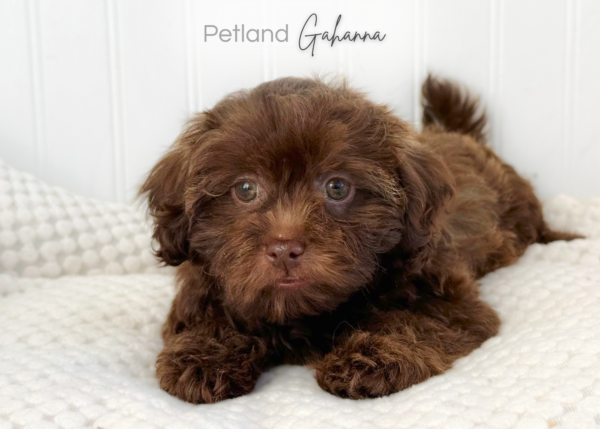 [#2655-01] Sidney - F Poodle/Shih Tzu Puppies for Sale