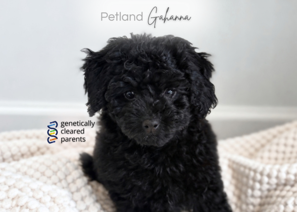 [#2677-01] Ember - Black F Goldendoodle Mini F1BB Puppies for Sale