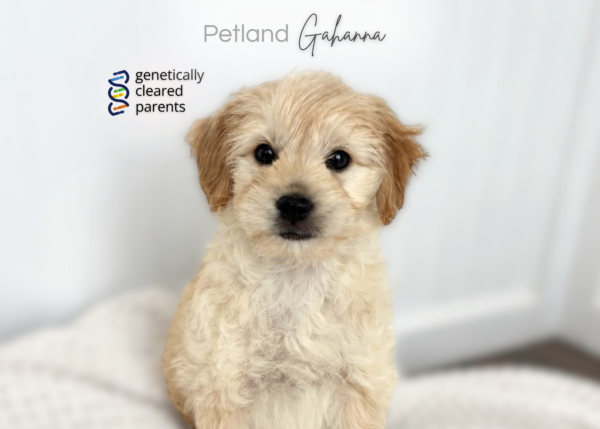 [#2679-02] Beth - Apricot F Goldendoodle Mini F1b Puppies for Sale