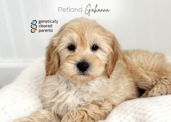 [#2679-01] Rip - Cream M Goldendoodle Mini F1b Puppies for Sale