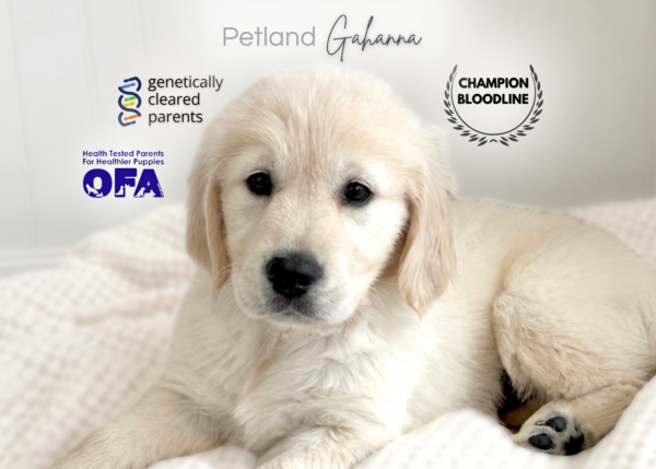[#2672-02] Dakota - Light Golden F Golden Retriever Puppies for Sale