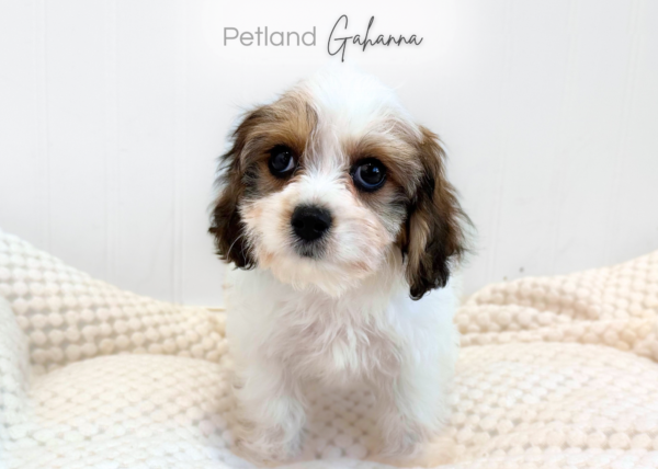 [#262009-02] Destiny - Red & White F Cavachon Puppies for Sale