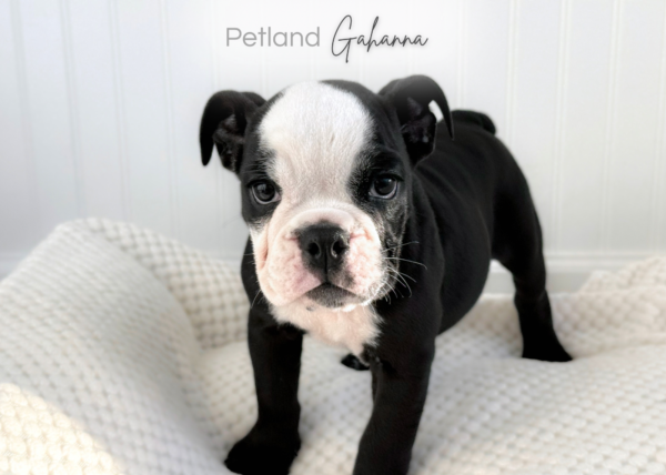 [#2650-02] Matilda - Black / White F English Bulldog  Puppies for Sale