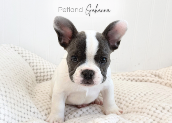 [#262404-01] Ricky - White M French Bulldog Puppies for Sale