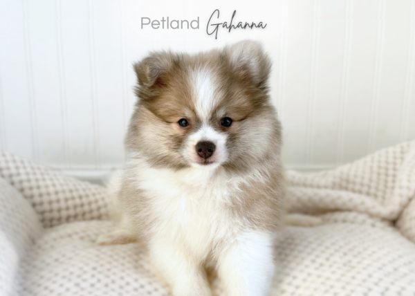 [#262075-03] Gunner - Cream & White M Pomeranian Puppies for Sale