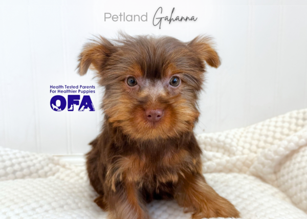 [#262307-04] Snickers - Chocolate F Yorkshire Terrier Puppies for Sale