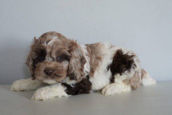 [#262149-02] Rudy - Chocolate Merle M Cockapoo Puppies for Sale