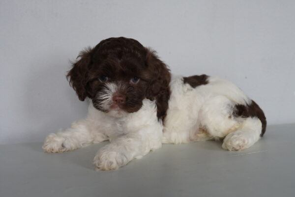 [#262308-04] Autumn - Chocolate F Cockapoo Puppies for Sale