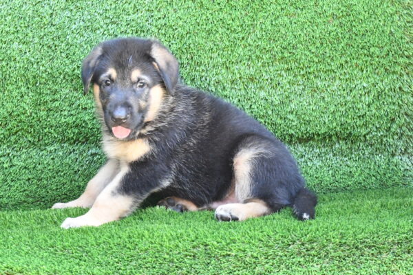 [#262336-02] Rex - Black & Tan M German Shepherd Puppies for Sale