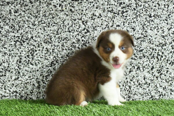 [#262299-07] Kira - Red F Mini American Shepherd Puppies for Sale