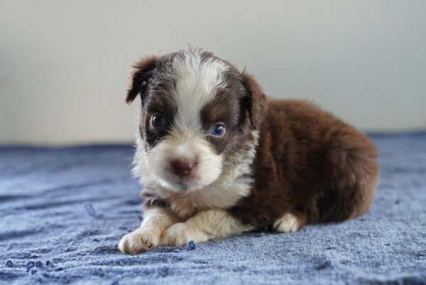 [#262199-02] Bishop - Red M Mini Australian Shepherd Puppies for Sale