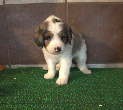 [#262295-04] Yasmine - White F Mini Bernedoodle 2nd Gen Puppies for Sale