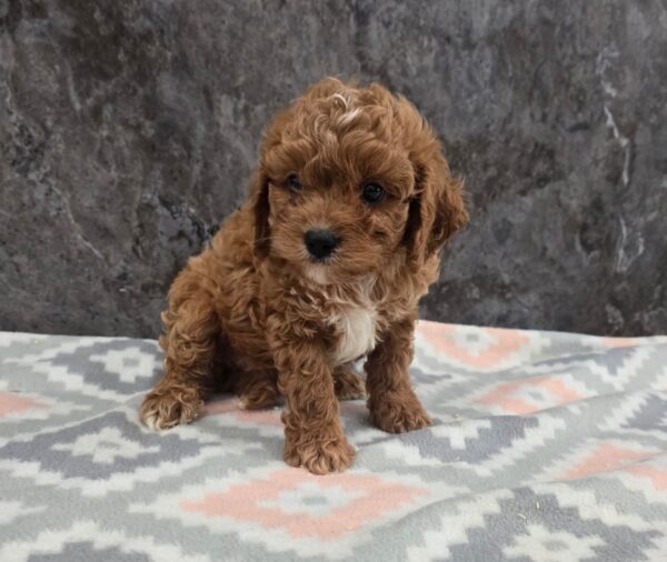 [#262185-02] Butch - Red M Cavapoo Puppies for Sale
